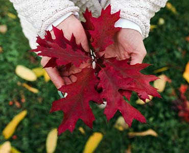 prepárate para un otoño mágico en Canadá